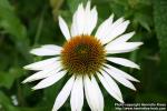 Photo: Echinacea purpurea 25.