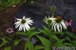 Photo: Echinacea purpurea 26.