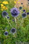 Photo: Echinops bannaticus 6.