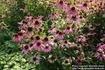 Photo: Echinacea purpurea 29.