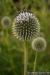 Photo: Echinops bannaticus 10.