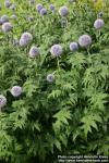 Photo: Echinops bannaticus 15.