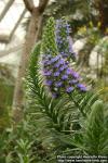 Photo: Echium pininana 1.