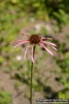 Photo: Echinacea pallida 14.