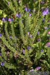 Photo: Echium plantagineum 1.