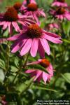 Photo: Echinacea purpurea 35.