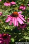 Photo: Echinacea purpurea 37.