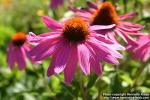 Photo: Echinacea purpurea 38.