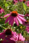 Photo: Echinacea purpurea 39.