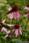 Photo: Echinacea purpurea 41.