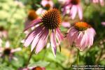 Photo: Echinacea purpurea 42.