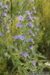 Photo: Echium vulgare 5.