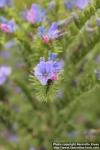 Photo: Echium vulgare 6.