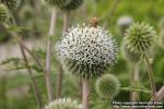 Photo: Echinops sphaerocephalus 0.