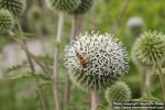 Photo: Echinops sphaerocephalus 1.