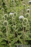 Photo: Echinops sphaerocephalus 2.