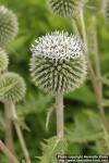 Photo: Echinops sphaerocephalus 3.