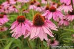 Photo: Echinacea purpurea 46.