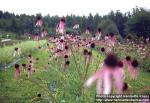 Photo: Echinacea pallida 2.