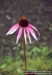 Photo: Echinacea pallida 3.