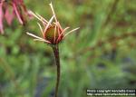 Photo: Echinacea pallida 5.