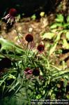 Photo: Echinacea pallida 6.