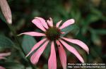 Photo: Echinacea purpurea 10.