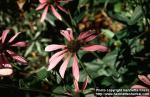 Photo: Echinacea purpurea 11.