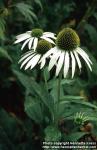 Photo: Echinacea purpurea 13.