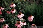 Photo: Echinacea purpurea 17.