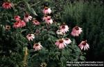 Photo: Echinacea purpurea 18.