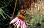 Photo: Echinacea purpurea 22.