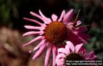 Photo: Echinacea purpurea 23.