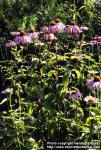 Photo: Echinacea purpurea 3.