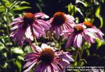 Photo: Echinacea purpurea 4.