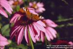 Photo: Echinacea purpurea 5.