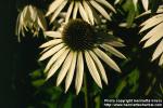 Photo: Echinacea purpurea 7.