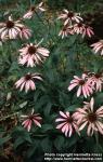 Photo: Echinacea purpurea 8.