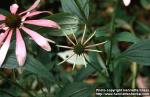 Photo: Echinacea purpurea 9.