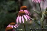 Photo: Echinacea purpurea.