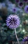 Photo: Echinops bannaticus 1.