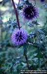 Photo: Echinops bannaticus 2.