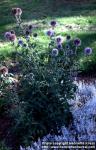 Photo: Echinops bannaticus.