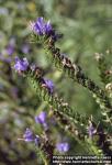 Photo: Echium vulgare 1.