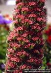 Photo: Echium wildpretii 1.