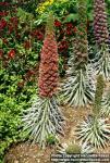 Photo: Echium wildpretii.