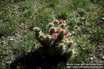 Photo: Echinocereus engelmannii.