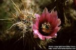 Photo: Echinocereus engelmannii 1.