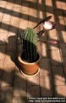 Photo: Echinopsis.