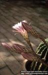 Photo: Echinopsis 1.